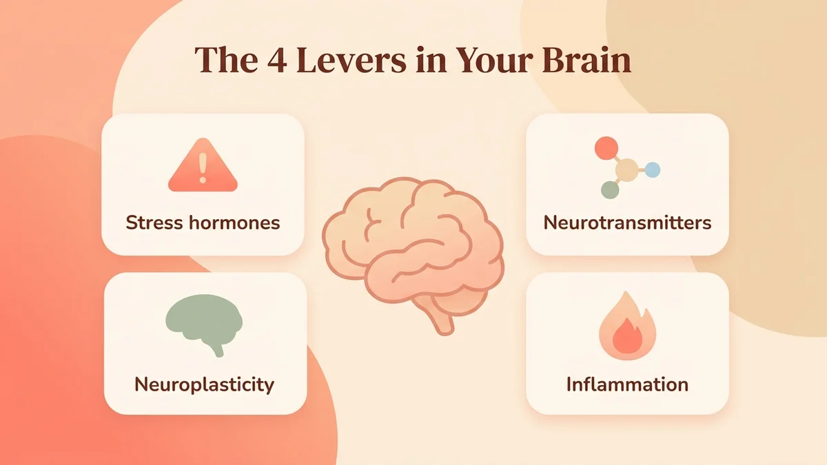 Infographic of the 4 neurobiological levers of biohacking: HPA axis, neurotransmitters, neuroplasticity and inflammation