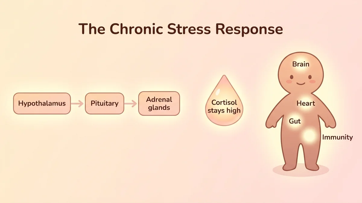 Infographic of the chronic stress mechanism: a visual diagram showing the HPA axis permanently activated, with the effects of high cortisol on different body systems