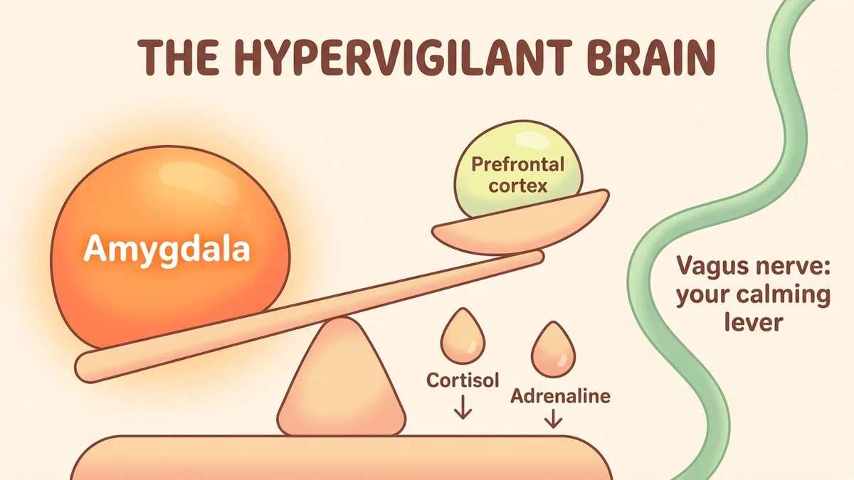 Infographic of brain function in hypervigilance: an overactive amygdala versus a weakened prefrontal cortex, with stress hormones (cortisol, adrenaline) and the vagus nerve as a lever for regulation